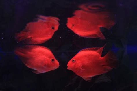 血鸚鵡溫度|血鸚鵡 (財神魚)飼養教學及注意－我愛家｜痞客